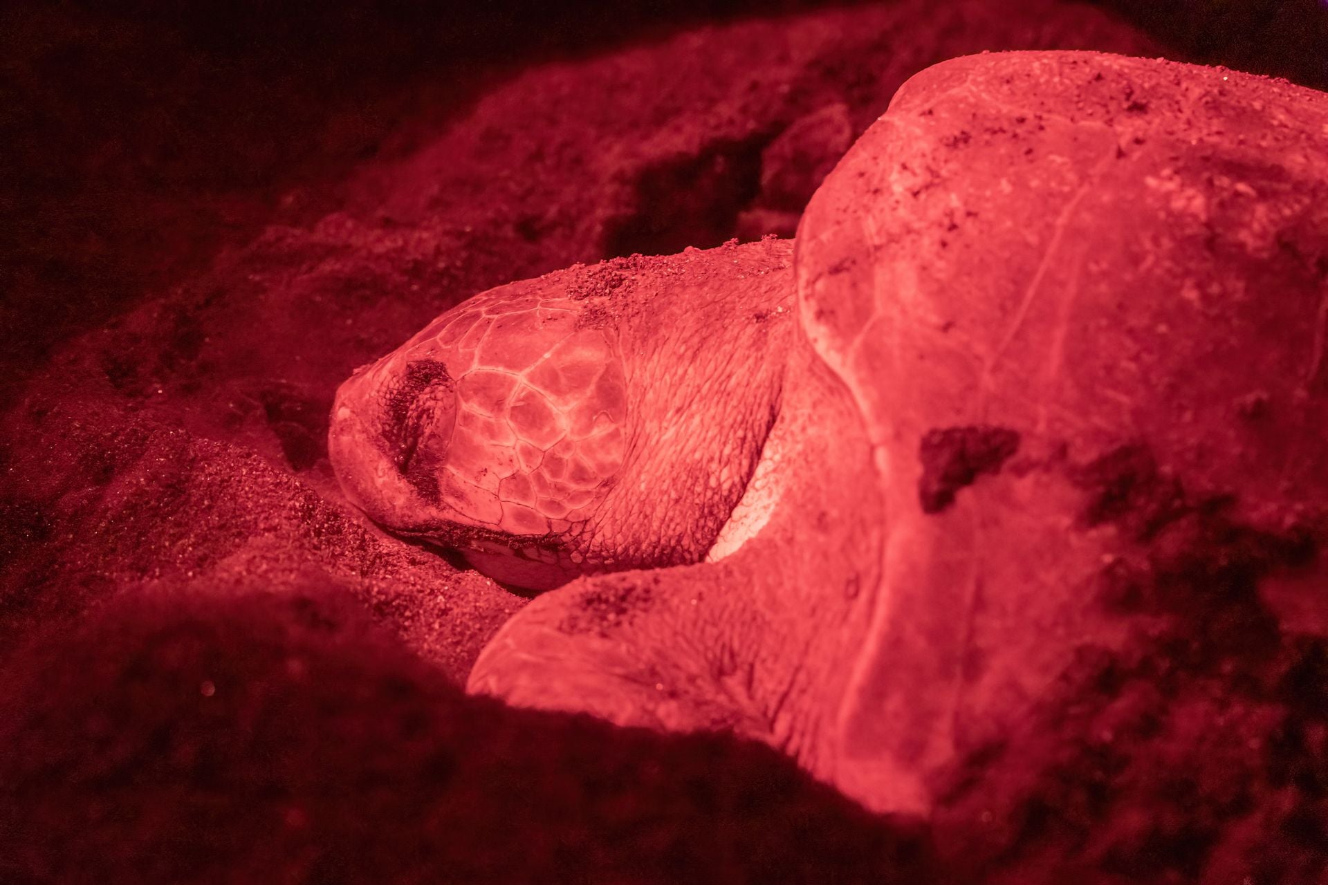 Sea Turtle Nesting on Beach – Coastal Wildlife Requiring Blue-Light-Free Illumination for Safe Nesting Habitat